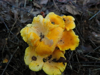 Chanterelle mushrooms growing in the leaves of the forest