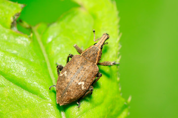 weevil on plant