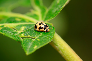 Propylaea japonica on plant
