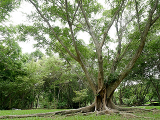 A large tree with roots covering the ground, a large tree in the garden