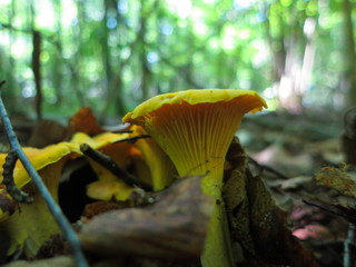 Growing mushrooms chanterelles close-up in the forest