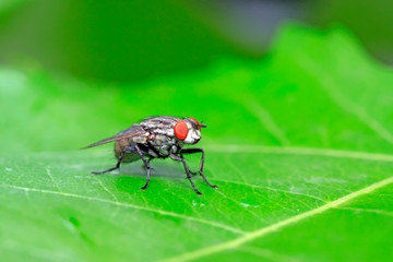 Tachinidae on plant