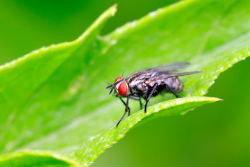 Naklejka premium Tachinidae on plant