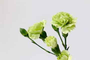 青いカーネーション　カーネーション　カーネーションの花