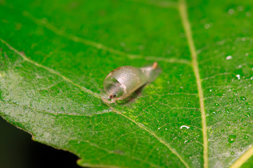 Insect pupa shell on plant