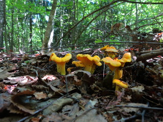 Growing mushrooms chanterelles close-up in the forest