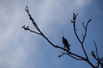 Common Starling on a branch of walnut, Sturnus vulgaris