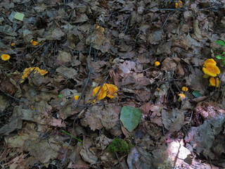 Growing mushrooms chanterelles close-up in the forest