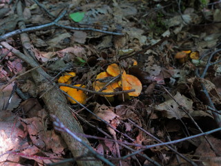 Growing mushrooms chanterelles close-up in the forest