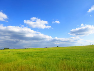 Landscape field with beautiful ears of flax with blue sky