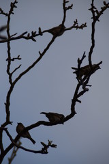 Silhouette of a three sparrows on the branch of a walnut on a cloudy day