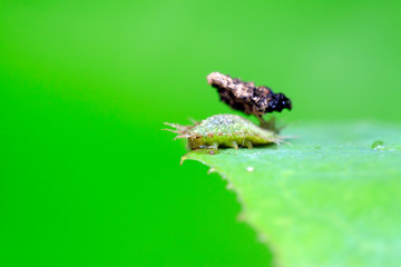 Hispidae insects larvae on plant