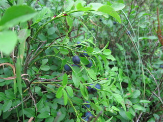 Background of wild blueberry bushes growing in the forest