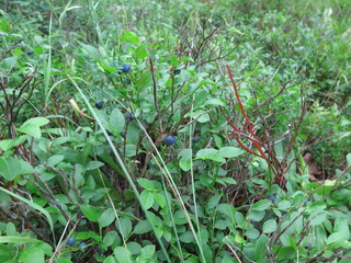 Background of wild blueberry bushes growing in the forest