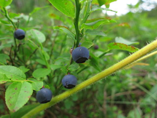 Background of wild blueberry bushes growing in the forest