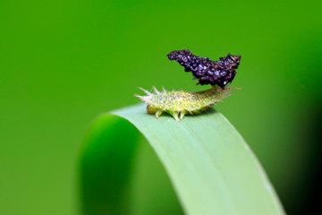 Hispidae insects larvae on plant