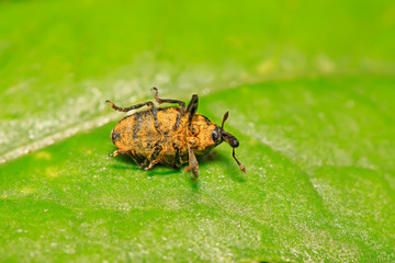 weevil on plant