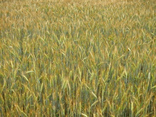 Isolated background of ears of spiced yellow-green barley