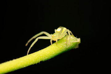 crab spider on plant