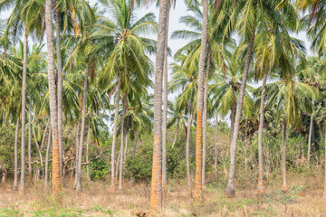 coconut trees plantation in a sequence at  formal garden land looking awesome with mountain background.