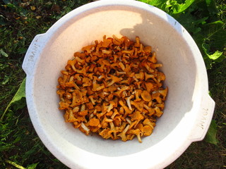 Yellow mushrooms chanterelles are basin. Mushrooms lying in the container