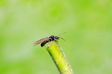 Winged ants on plant