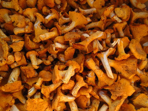 Kind of peeled orange mushrooms chanterelles
