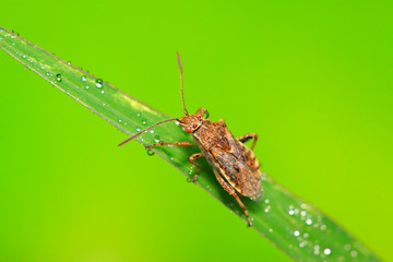 stinkbug on plant