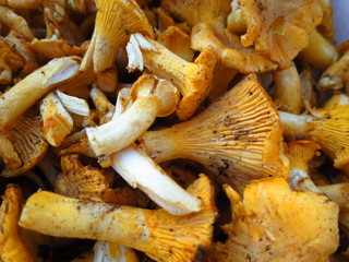 Beautiful yellow chanterelle mushrooms collected in the forest