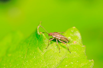 stinkbug on plant