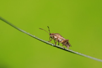 stinkbug on plant