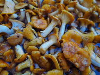 Yellow mushrooms chanterelles are in the water. Washing mushrooms chanterelles collected in the forest