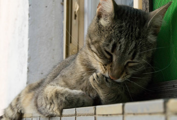 Striped cat licking  its paw 