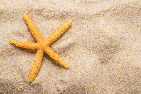 starfish on the sand of the beach, summer background