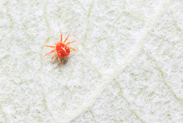 red mite on plant