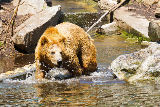 Braunb&auml;r