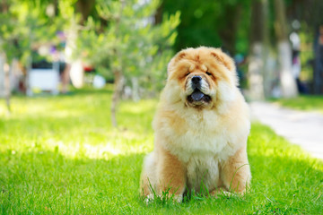 The dog breed chow chow