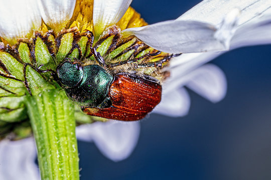 Garden Chafer or Garden Foliage Beetle on a daisy Phyllopertha horticola