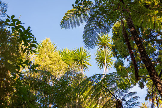 New Zealand forest canopy