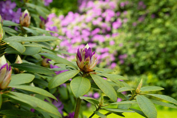 Rhododendron buds