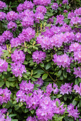 Rhododendrons