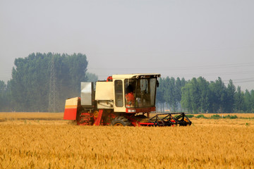 Fototapeta premium harvester busying in the wheat field