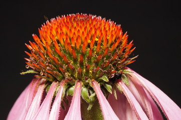 Подглядывание