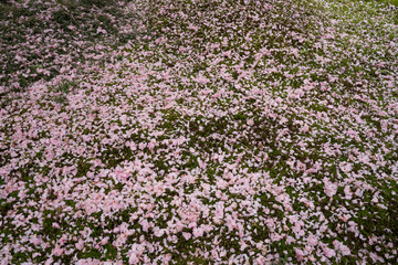 Obraz premium 芝生の上に舞い落ちた桜の花びらの絨毯