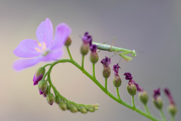 a praying mantis baby on a drosera flower
