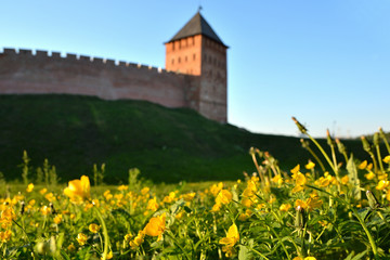 Glade with yellow flowers on green grass against the background of the Novgorod Kremlin. Great Novgorod. Summer view