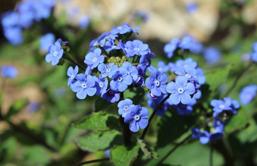 The bright blue flowers of Brunnera macrophylla also known as Siberian Bugloss, Great...