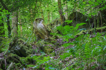 bird, natur, baum, wald, eule, tier, wild lebende tiere, wild, green, holz, braun, schnabel, landschaft, park, baum, moos, säugetier, bird