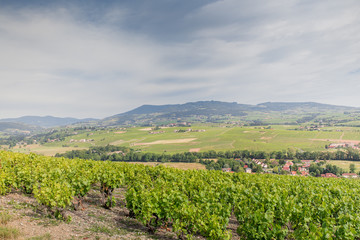 Fototapeta na wymiar View of the Beaujolais region, in France, with its Vineyard 