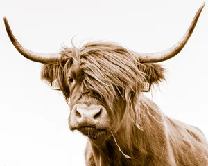 Stickers pour porte Highlander écossais portrait d& 39 une vache highland